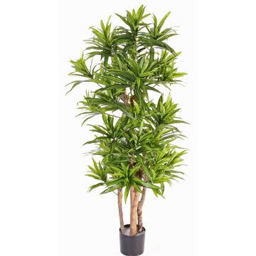 Umělá Dracaena Reflexa JEMIMA, přírodní stonky, zelená, 120cm Umělá Dracaena Reflexa JEMIMA, přírodní stonky, zelená, 120cm