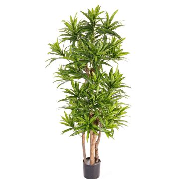 Umělá Dracaena Reflexa JEMIMA, přírodní stonky, zelená, 120 cm Umělá Dracaena Reflexa JEMIMA, přírodní stonky, zelená, 120 cm