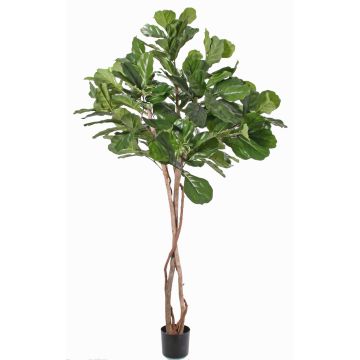 Art Ficus Lyrata HARVEY, přírodní kufry, zelené, 190cm Art Ficus Lyrata HARVEY, přírodní kufry, zelené, 190cm