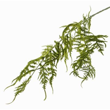 Art Asparagus plumosus větev CHRISTIAN, zelená, 85cm Art Asparagus plumosus větev CHRISTIAN, zelená, 85cm