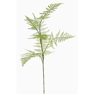 Umělá větev Asparagus plumosus HAYDON, zelená, 85cm Umělá větev Asparagus plumosus HAYDON, zelená, 85cm