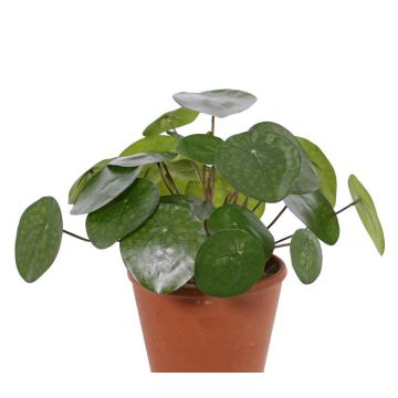 Umělá pilea MAXIMILIAN na zápichu, zelená, 30 cm