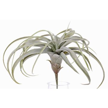 Plastic Tillandsia Cituje ANELIA na špejli, zelenošedá, 30cm Plastic Tillandsia Cituje ANELIA na špejli, zelenošedá, 30cm