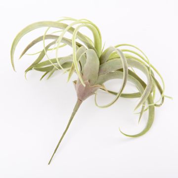Plastic Tillandsia Cituje ANELIA na špejli, zelenošedá, 30cm Plastic Tillandsia Cituje ANELIA na špejli, zelenošedá, 30cm
