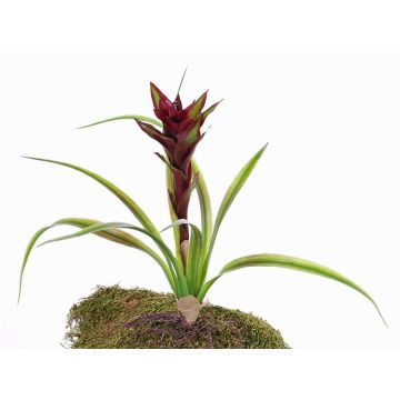 Art Guzmania ANELY s květinami, na tyčce, červená, 40cm Art Guzmania ANELY s květinami, na tyčce, červená, 40cm