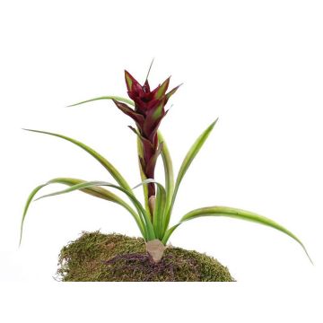 Art Guzmania ANELY s květinami, na tyčce, červená, 40cm