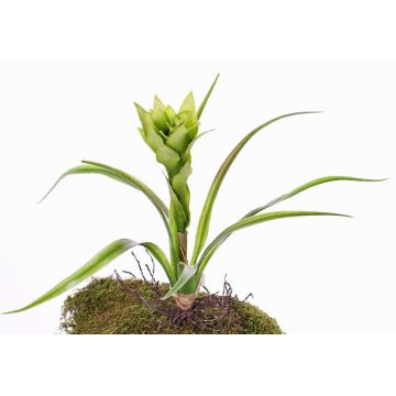 Art Guzmania ANELY s květinami, na tyčce, zelená, 40cm Art Guzmania ANELY s květinami, na tyčce, zelená, 40cm