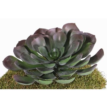 Umělá Aeonium BARBARA na tyči, červeno-zelená, 15cm, Ø25cm