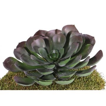 Umělá Aeonium BARBARA na tyči, červeno-zelená, 15cm, Ø25cm