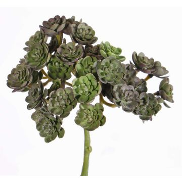 Art Echeveria BLAIR na hokejce, červeno-zelená, 20cm, Ø10cm Art Echeveria BLAIR na hokejce, červeno-zelená, 20cm, Ø10cm