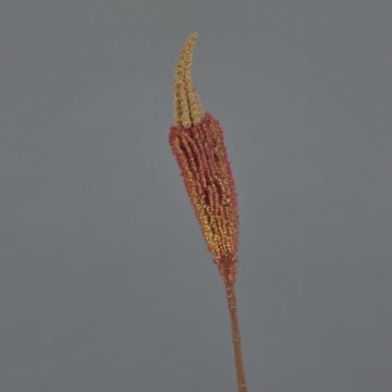 Textilní bulbinella TALUNA, hnědooranžová, 65cm, Ø6cm