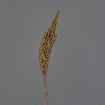 Textilní bulbinella TALUNA, světle hnědá, 65cm, Ø6cm