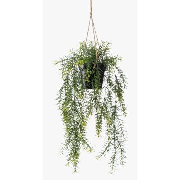 Art Asparagus sprengeri ANDRES závěsný koš v ozdobném květináči, 50cm