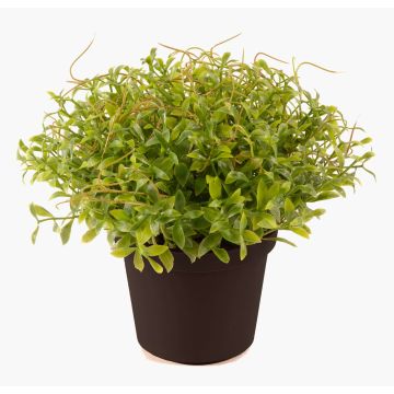 Plastová zahradní řeřicha YANIS, zelená, 13cm