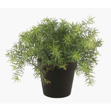 Plastový asparagus sprengeri YANIS, 15cm