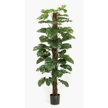 Umělý filodendron Monstera Deliciosa LASO, 180cm Umělý filodendron Monstera Deliciosa LASO, 180cm