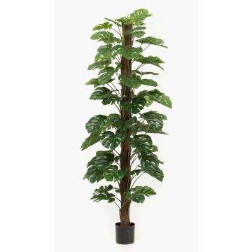 Umělý filodendron Monstera Deliciosa LASO, 210cm Umělý filodendron Monstera Deliciosa LASO, 210cm
