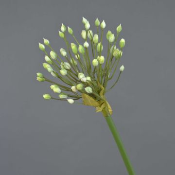 Umělé allium KATYNA, krémové, 70cm, Ø12cm Umělé allium KATYNA, krémové, 70cm, Ø12cm