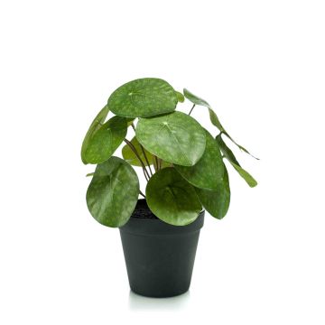 Umělá pilea SYBIL, zelená, 20cm