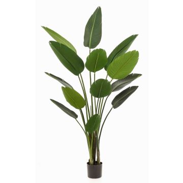 Umělá rostlina Strelitzia PAVLOVA, zelená, 190cm