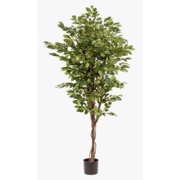 Umělý Ficus Benjamini BARTOLO, pravý stonek, zelený, 170 cm