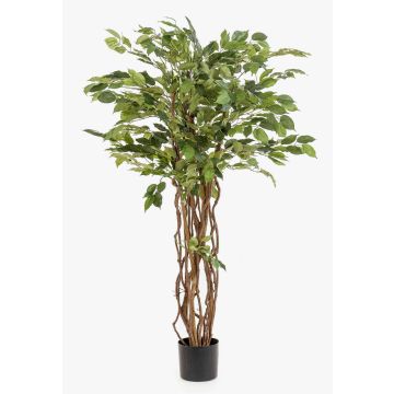 Plastový Ficus Benjamini CARLOH, skutečné kufry, zelený, 140 cm