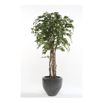 Plastový Ficus Benjamini CARLOH, skutečné kufry, zelený, 140 cm Plastový Ficus Benjamini CARLOH, skutečné kufry, zelený, 140 cm