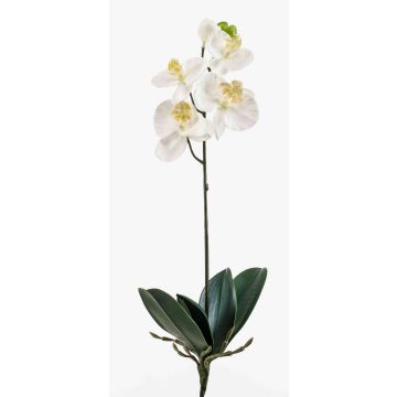 Art Phalaenopsis Orchid ISIS, tyčinka, bílá, 40 cm