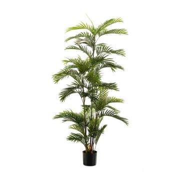 Umělá palma Areca FEDERICO, 180 cm Umělá palma Areca FEDERICO, 180 cm