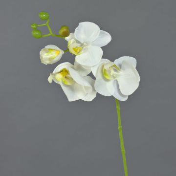 Umělá větev orchideje Phalaenopsis MINA, bílá, 55cm