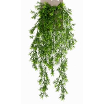 Věšák Art Asparagus sprengeri COLE, hůl, 75cm