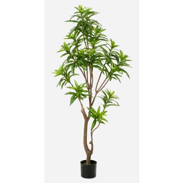 Umělý stromek Dracaena OSAKA, zelený, 155cm