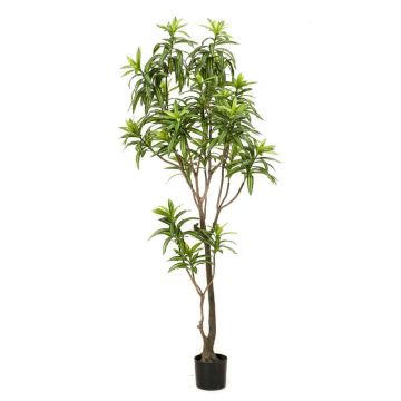 Umělý stromek Dracaena OSAKA, zelený, 190cm Umělý stromek Dracaena OSAKA, zelený, 190cm