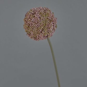 Plast Allium BOUTROS, fialový, 75cm, Ø9cm Plast Allium BOUTROS, fialový, 75cm, Ø9cm