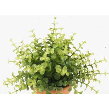 Art eukalyptus JOSHUA na tyči, zelený, 20cm, Ø17cm Art eukalyptus JOSHUA na tyči, zelený, 20cm, Ø17cm