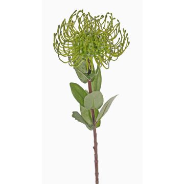 Umělá Protea BAILY, zelená, 55cm, Ø10cm Umělá Protea BAILY, zelená, 55cm, Ø10cm