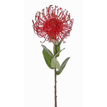 Umělá Protea BAILY, červená, 55cm, Ø10cm Umělá Protea BAILY, červená, 55cm, Ø10cm