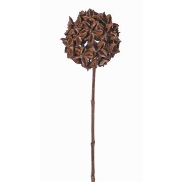 Sušená květinová badyánová ratolest CATBERT, hnědá, 70cm, Ø10cm