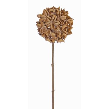 Sušená květinová badyánová ratolest CATBERT, světle hnědá, 70cm, Ø10cm