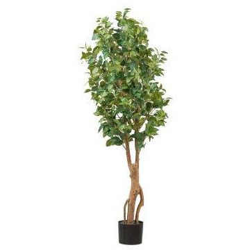 Umělý stromek Ficus Benjamini NATRONA, přírodní kmeny, 160cm Umělý stromek Ficus Benjamini NATRONA, přírodní kmeny, 160cm