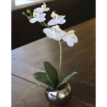 Dekorační orchidej Phalaenopsis ZARMINAH v keramickém květináči, bílá, 30cm Dekorační orchidej Phalaenopsis ZARMINAH v keramickém květináči, bílá, 30cm