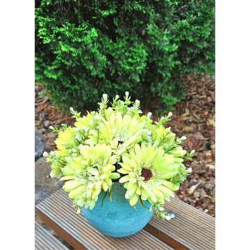 Dekorativní kytice Gerbera TEMBAR, zeleno-krémová, 30cm, Ø22cm