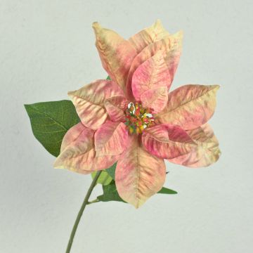 Sametová poinsettie LIBASSE, krémově růžová, 65cm