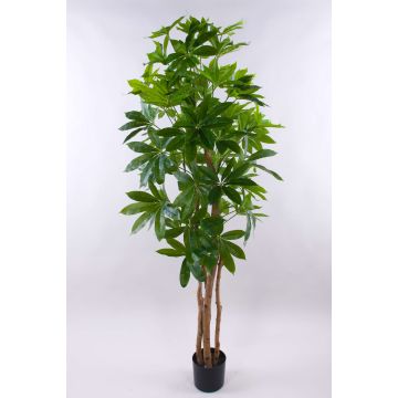 Umělá Schefflera MURSIK, skutečné stonky, zelená, 180cm Umělá Schefflera MURSIK, skutečné stonky, zelená, 180cm