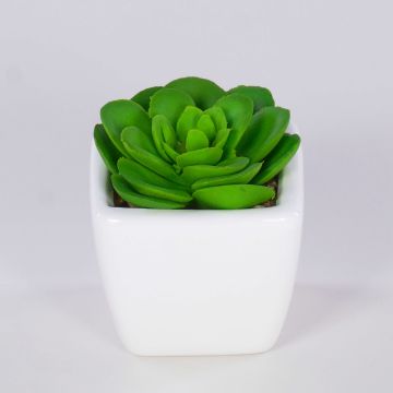 Dekorativní Echeveria elegans KATNISS, keramický květináč, zelený, 6cm Dekorativní Echeveria elegans KATNISS, keramický květináč, zelený, 6cm