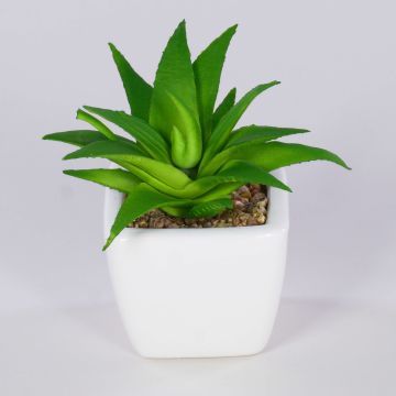 Dekorativní aloe vera KATNISS, keramický květináč, zelená, 9cm Dekorativní aloe vera KATNISS, keramický květináč, zelená, 9cm