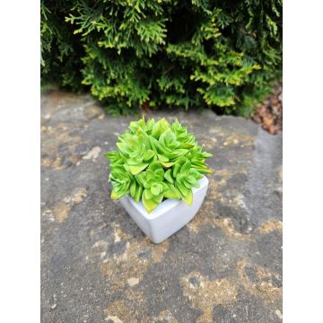 Dekorativní Echeveria macdougallii KATNISS, keramický květináč, zelený, 12cm