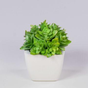 Dekorativní Echeveria macdougallii KATNISS, keramický květináč, zelený, 12cm Dekorativní Echeveria macdougallii KATNISS, keramický květináč, zelený, 12cm