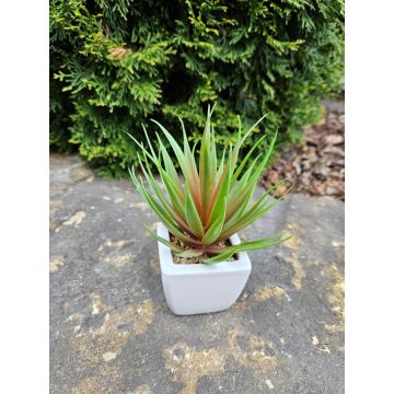 Dekorativní Agave decipiens KATNISS v keramickém květináči, zeleno-červená, 19cm