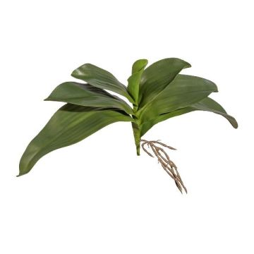 Orchidej Phalaenopsis BRULST umělé listy, tyč, kořeny, 30cm